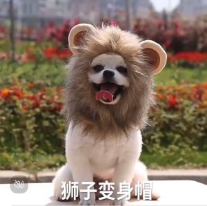 MŨ SƯ TỬ CHO THÚ CƯNG CHÓ MÈO