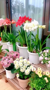 Củ  huệ tây hoa màu cam đào ( 1 củ )dể trồng nhanh ra hoatrồng quanh năm