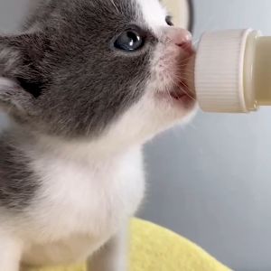 Susu Anak Kucing Baru Lahir Susu Anjing Botol Susu Kucing Bayi