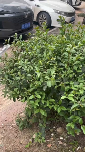 กรรไกรตัดหญ้าไร้สาย 2 IN 1 เครื่องเล็มพุ่มไร้สาย เครื่องตัดแต่งกิ่งพุ่มไม้ เครื่องตัดกิ่งไม้ เครื่องตัดแต่งต้นไม้ Electric Hedge Trimmer เครื่องตัดแต่งหญ้า เครื่องตัดแต่งพุ่มไม้ ตัดเหญ้าตัดแต่งกิ่งไม้ เครื่องแต่งกิ่งไม้