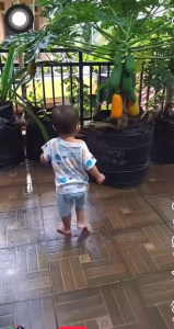 Hạt giống đu đủ lùn siêu ngọt Thái Lan ( Gói 30 Hạt ) - FlowerSeeds