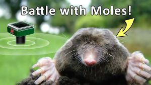 Silent Solar-Powered Ultrasonic Pest Repeller: Effective Rat, Snake, Mosquito & Bird Control