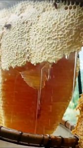 madu murni asli malika manika tanpa campuran diperas langsung dari sarang by poksu magelang