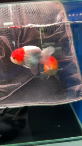 Ranchu Goldfish/ Livefish/ Freshwater