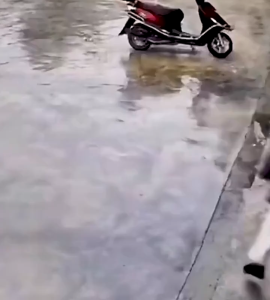 ✨One spray to remove✨moss remover for cement 500ML moss cleaner MOSS ALGAE REMOVER