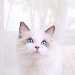 [เซ็ตสุดคุ้ม] Unicharm Pet เซ็ตสุดคุ้ม สำหรับ 2 เดือน อีซี่ทอยเล็ท ทรายแมวลดกลิ่น แบบรีฟิล 4 ลิตร + อีซี่ทอยเล็ท ชีท