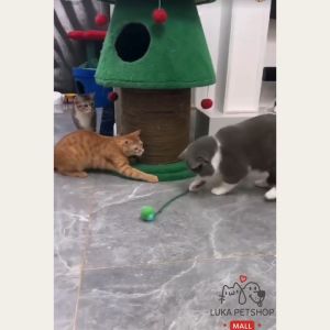 Luka😊พร้อมส่ง💯 ลูกบอลแมว บอลแมวอัตโนมัติ ชาร์ตแบตได้ ของเล่นแมว สมาร์ทไฟฟ้า หมุนได้ ของเล่นแมวโต้ตอบ ของใช้แมว