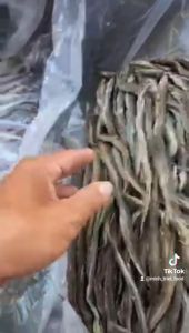 Khô Cá Lạc Cây Vị Vừa Ăn Không Mặn Con To Dài- Vựa Khô Minh Triết