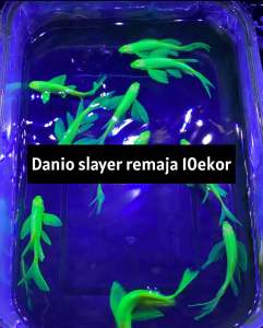 hiasan aquarium dannio seleyer isi 10pcs murah
