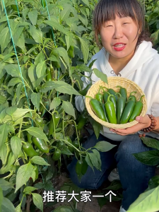 100 เมล็ดเมล็ดพันธุ์พริกจาราปิโน่ (Jalapeno Pepper Seed)พริกหัวกระสุน  คุณภาพดี ราคาถูก ของแท้