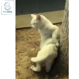 [KHỎE MẠNH] Sữa Tắm Trị Rận Cho Mèo Dorrikey | Chuyên Dụng Hỗ Trợ Điều Trị Rận Bệnh Ngoài Da Cho Mèo