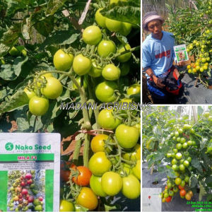 Bibit Benih Tomat super unggul Mila F1 Naka Seed Murah