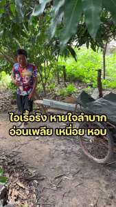 {ตะกร้าบริษัท} HWASA LC ฮวาซา แอลซี ผลิตภัณฑ์เสริมอาหารบำรุงปอด 1 กระปุก (30 แคปซูล)