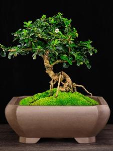 High-End Purple Clay Flower Pot Square Home Use Bonsai Green Grey Premium Square Indoor Door Bamboo Tree Old Peg Yellow Elm