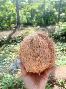 Dừa Khô Bến Tre Dừa Cơm Dày Nước Cốt Nhiều Béo Ngon CONOCSHOP