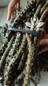 Brotowali 250gr / Bratawali / Akar Ali ali Segar - Asli Gunung Kidul