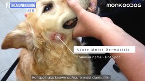 Pet Skin Treatment: Effective Solutions for Dogs\\n\\n Understanding Pet Anti-Fungal Spray\\n\\n What is Pet Anti-Fungal Spray?\\n\\nPet anti-fungal sprays are specially formulated products designed to treat and prevent fungal infections in dogs. These sprays contain antifungal agents that help combat various types of fungi, such as ringworm, yeast infections, and other skin irritations. By using a pet anti-fungal spray, you can effectively treat and manage fungal-related skin issues in your furry friend.\\n\\n How to Apply Pet Anti-Fungal Spray\\n\\nApplying pet anti-fungal spray is a simple process that can be done at home. First, make sure your dog's skin is clean and dry before applying the spray. Then, hold the nozzle close to the affected area and gently spray the solution onto the skin. Be sure to cover the entire infected area and allow the spray to dry before letting your dog resume normal activities.\\n\\n Benefits of Using Pet Anti-Fungal Spray\\n\\nUsing pet anti-fungal spray offers several benefits, including:\\n\\n- Effective treatment of fungal infections\\n- Easy-to-use application process\\n- Quick-drying formula\\n- Long-lasting protection against fungi\\n\\n Treating Dandruff & Skin Itching\\n\\n How to Identify Dandruff & Skin Itching in Dogs\\n\\nDandruff and skin itching are common skin conditions in dogs that can cause discomfort and irritation. To identify these issues, look for signs such as flaky skin, excessive scratching, redness, and hair loss. If you notice any of these symptoms, it's essential to address them promptly to prevent further complications.\\n\\n Natural Remedies for Dandruff & Skin Itching\\n\\nNatural remedies can help alleviate dandruff and skin itching in dogs. Some effective options include:\\n\\n- Coconut oil: Apply coconut oil to your dog's skin to soothe irritation and reduce flakiness.\\n- Apple cider vinegar: Mix apple cider vinegar with water and apply it to your dog's skin to help balance pH levels and reduce itching.\\n- Oatmeal baths: Give your dog an oatmeal bath to relieve skin irritation and soothe itchiness.\\n\\n When to Seek Professional Help\\n\\nIf natural remedies don't provide relief or if your dog's skin condition worsens, it's crucial to consult a veterinarian. They can provide a proper diagnosis and recommend appropriate treatment options, such as prescription medications or specialized skin care products.\\n\\n Managing Herpes & Skin Allergies\\n\\n What Causes Herpes & Skin Allergies in Dogs?\\n\\nHerpes and skin allergies can be caused by various factors, including viral infections, environmental allergens, and food sensitivities. These conditions can lead to skin irritation, redness, and discomfort in dogs.\\n\\n How to Treat Herpes & Skin Allergies\\n\\nTreating herpes and skin allergies in dogs requires a comprehensive approach. Some effective treatment options include:\\n\\n- Antiviral medications: Prescription antiviral medications can help manage herpes infections in dogs.\\n- Allergy testing: Identifying specific allergens through allergy testing can help determine the best course of treatment.\\n- Topical treatments: Applying topical creams or sprays can help soothe irritated skin and alleviate discomfort.\\n\\n Preventing Future Outbreaks\\n\\nPreventing future outbreaks of herpes and skin allergies involves managing potential triggers and maintaining good overall health. Some preventive measures include:\\n\\n- Regular grooming: Keeping your dog's coat clean and well-groomed can help prevent skin irritations.\\n- Balanced diet: Feeding your dog a nutritious diet can help boost their immune system and reduce the risk of skin issues.\\n- Avoiding known allergens: Minimizing exposure to known allergens can help prevent allergic reactions.\\n\\n Tick & Flea Safe Sprays\\n\\n Choosing the Right Tick & Flea Safe Spray\\n\\nWhen selecting a tick and flea safe spray for your dog, consider factors such as the product's effectiveness, safety, and ease of use. Look for products that are specifically designed for dogs and contain ingredients that are safe for canine use.\\n\\n Application Techniques for Tick & Flea Safe Sprays\\n\\nTo apply tick and flea safe sprays effectively, follow these steps:\\n\\n- Read the product label carefully and follow the instructions.\\n- Make sure your dog's coat is clean and dry before applying the spray.\\n- Hold the nozzle close to your dog's skin and gently spray the solution onto the coat.\\n- Be sure to cover the entire coat, including hard-to-reach areas like the belly and legs.\\n\\n Ensuring Your Dog's Safety\\n\\nTo ensure your dog's safety when using tick and flea safe sprays, follow these guidelines:\\n\\n- Always read the product label and follow the manufacturer's instructions.\\n- Store the spray out of reach of children and pets.\\n- Monitor your dog for any adverse reactions after application.\\n\\n Additional Tips for Healthy Skin\\n\\n Importance of Regular Grooming\\n\\nRegular grooming is essential for maintaining healthy skin in dogs. Brushing your dog's coat regularly helps remove loose hair, dirt, and debris, which can contribute to skin irritations. Additionally, regular grooming allows you to check for any signs of skin issues early on, making it easier to address them promptly.\\n\\n Maintaining a Balanced Diet\\n\\nFeeding your dog a balanced diet is crucial for overall health, including skin health. A nutritious diet rich in essential vitamins and minerals can help support your dog's immune system and reduce the risk of skin issues.\\n\\n Recognizing Signs of Skin Issues\\n\\nEarly detection of skin issues is key to effective treatment. Be sure to monitor your dog's skin regularly for signs of irritation, redness, or other abnormalities. If you notice any concerning symptoms, consult a veterinarian for proper diagnosis and treatment.\\n\\nIn conclusion, pet skin treatment for dogs requires a comprehensive approach that includes understanding various skin conditions, using appropriate treatments, and maintaining good overall health. By following the tips and guidelines outlined in this article, you can help ensure your furry friend has healthy, happy skin.\n}