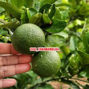 bibit jeruk nipis sudah berbuah tanaman jeruk nipis super cangkok