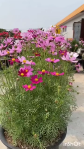 Hạt giống hoa cúc sao nháy nhiều màu - gói 200 hạt