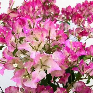 tanaman bunga bogenvil 3 warna murah / bibit bonsai bunga bougenville 5 warna Banyak warna dan pilihan