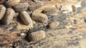 [IJUZWANISO] Cubaris sp crystal caramel (Isopod for Terrarium and pets)