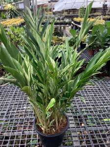 ต้นข่าด่าง ข่าด่าง ดอกข่าด่าง ต้นข่า ดอกข่า ข่า ข่าประดับ ไม้แปลก  กอใหญ่ กอแน่น กระถางขนาด 11 นิ้ว ไม้หายาก