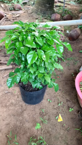 Cây Hạnh Phúc - Tổng thể tầm 50-60 cm - Cây trang trí mang phong thủy tốt!