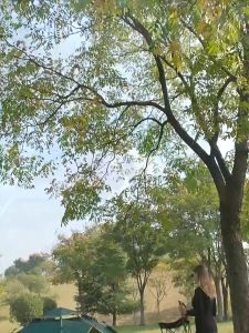 Tenda Camping Kapasitas 3-4 Orang: Memilih & Menggunakan Tenda Lipat Portable Outdoor & Indoor