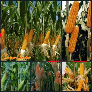 BIJI | BENIH JAGUNG 2 TONGKOL F1 BISI ( REPACK )