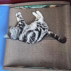 แผ่นครอกแมวป้องกันแมวจับโซฟาป้องกันการเสียดสีไม่หลุดเศษแผ่นตีนแมวโซฟาแมวรังแมวของใช้แมวและแมว