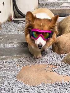 แว่นสัตว์ แว่นตาสุนัข สําหรับสุนัข เหมาะสำหรับสุนัขขนาดกลางหรือใหญ่ Sunproof Goggles ใส่สบาย แว่นกันแดดสําหรับสัตว์เลี้ยง แว่นแฟชั่นหมาแมว ป้องกันแสงแดด