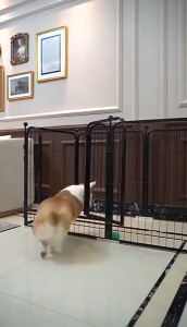 PawLaro PH Dog Fence 140x80x70CM Pet Playpen Large Space DIY Dog Cage Anti-Collision Lock Foldable Design Black White High Quality Affi1