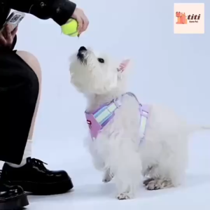 น้ําหนักเบาสายรัดสุนัขขนาดเล็กระบายอากาศสายรัดสุนัขที่มีสีสันน่ารักสายรัดลูกสุนัขสายรัดไม่มีวงเหมาะสําหรับสุนัข