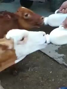 ส่งเร็ว ขวดนมวัว แพะ 1L ขวดนม ให้นมวัว จูกนมวัว ลูกวัว ลูกแพะ แกะ ถูกปฏิบัติอย่างกันและมีคุณภาพดี พร้อมที่จับ สำหรับการใช้เยี่ยมกับเครื่องป้อนนมวัว จูกนมซิลิโคน