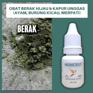 Obat Merpati Berak Hijau Kapur Putih Berak Berdarah Dan Diare