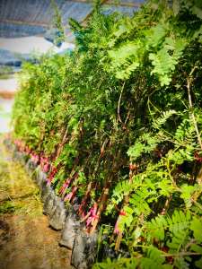 กิ่งพันธ์มะขามเปรี้ยวยักษ์ฝัดดาบยาว (สั่ง5ต้นขึ้นไป)