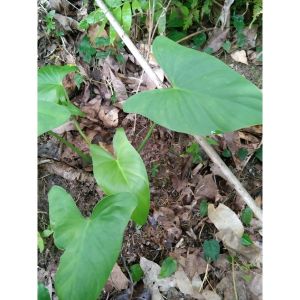 เสน่ห์จันทร์หอม เสน่ห์จันทร์ ไม้มงคล สายป่าแท้ มีกลิ่นหอมทุกส่วน ส่งแบบทั้งต้น ตัดใบออกบางส่วน