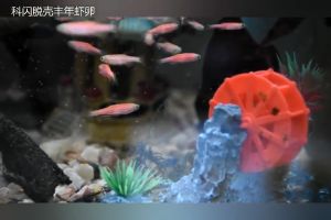 ไข่อาร์ทีเมีย ปลา เมียร์ อาหารลูกปลา และอาทีเมียร์ อาหารปลา ผลิตภัณฑ์ของอาหาร