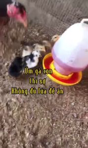 ÚM GÀ CON GÀ ĐÁ HỦ.Bio b12 úm gà con úm gà con úm gà con mới nở tăng tỉ lệ sống 101% thích hợp cho gà asil kelso f1 tăng cường b12 gà con tăng đề kháng bóng đèn úm gà bóng úm gà