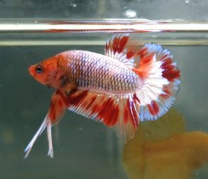 Amargeddon Vanda Halfmoon Plakat HMPK Betta Fish / Ikan Laga/ 斗鱼 (Not random fish)12