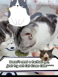 Cat Grass Vitamin Minerals and Fibers Wheat Grass - Organic Freeze Dried Lazy Instant Biscuit Hair Ball Catnip