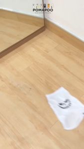 POMAPOO - Baju Kucing dan Baju Anjing Hallowen Skeleton