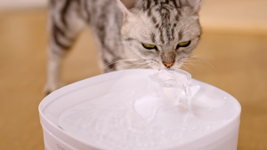 *NEW ARRIVAL!* Cheerble Elfin E1 Lite Pet Water Fountain for Cats and Small Dogs Pet Water Dispenser