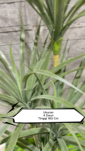 Tanaman Hias Alpukat 4 Tangkai Tinggi 160cm Pohon Hias Artificial Dekorasi 4 dan 2 Cabang CZ-26