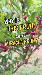 ลูกมหัศจรรย์ (มิราเคิล เบอร์รี่) | Miracle Fruit | Miraculina Miracle Berry (Synsepalum Dulcificum) อบแห้งฟรีซดราย กินแล้วเปลี่ยนรสเปรี้ยวให้เป็นรสหวาน (10 ลูก)