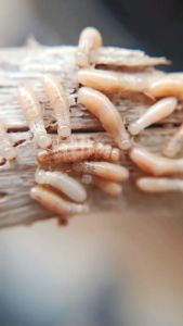 【One infects the entire nest】termites killer powder 100g termite killer anti anay treatment for wood termite baiting system termite x pamatay ng anay sa bahay anti soil treatment bait powder killer - Lazada