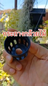 กระถางกล้วยไม้กลมดําโปร่ง ขนาด 1 นิ้ว 1000 ใบ