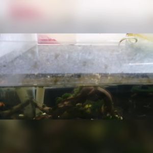 aquarium glass detergent / powerful glass detergent /鱼缸除垢剂   120ML