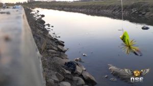 Jaws Frog Mini 3cm Ose Nusantara Barong Snakehead Specialist Umpan Casting Gabus Toman Handmade Nocopy Boytep