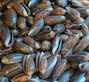 Shell cangkang - bahan kerajinan - asesoris akuarium - kerang Kelengkeng hitam - mainan dakon anak - aneka cangkang kerang laut